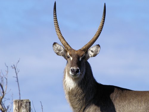waterbuck  africa  horns