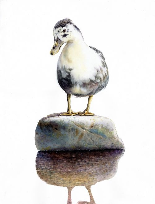 watercolor duck baekjunseung