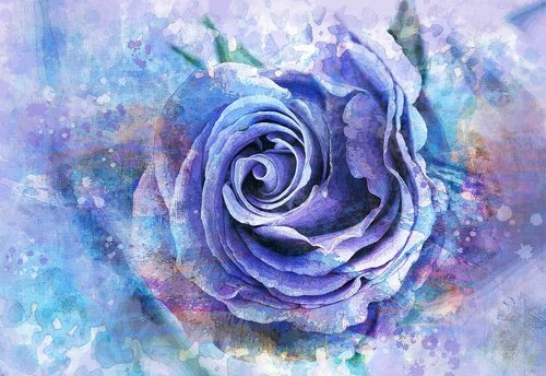 watercolor  rose  flower