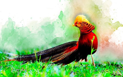 watercolor  bird  nature