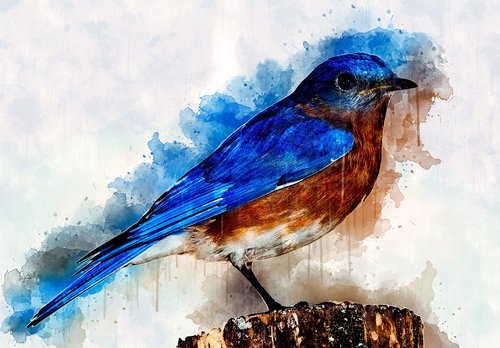 watercolor  bird  nature