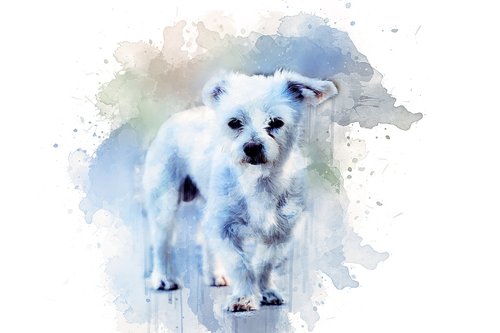 watercolor  dog  animal