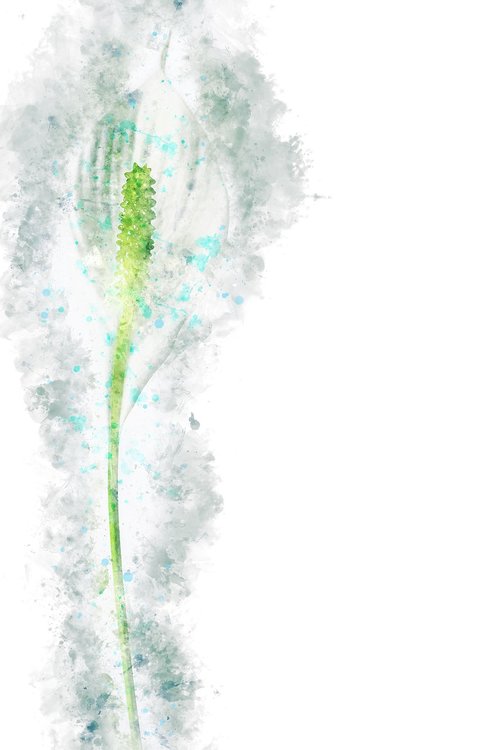watercolors  peace lily  flower