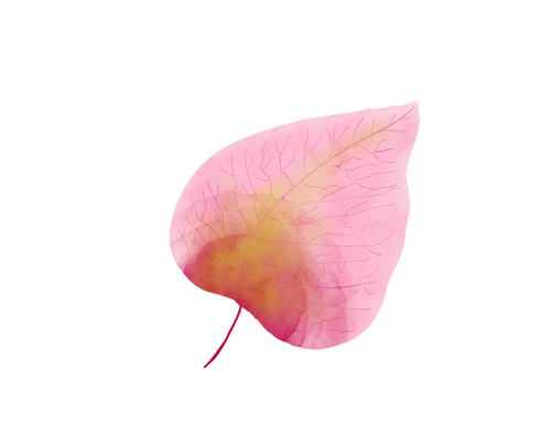 watercolour  watercolor leaf  pink