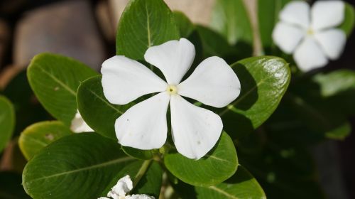 watercress catharanthus roseus flowers