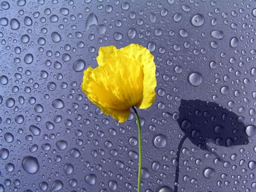 waterdrops flower background