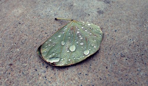 waterdrops rain leaf