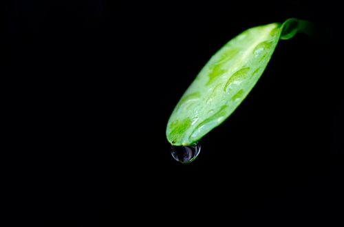 Water Drops On Green Leaves