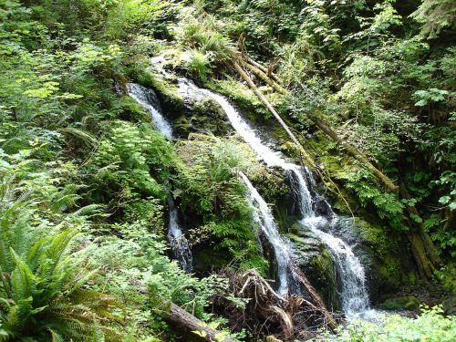 waterfall lake quinault nature