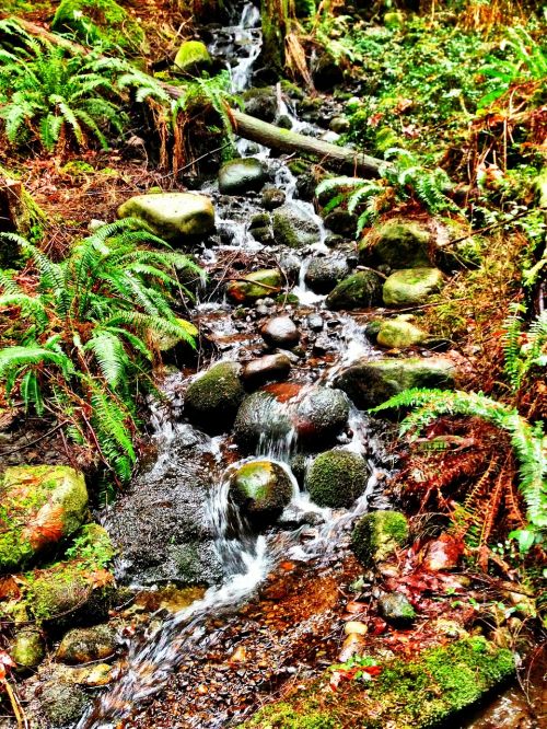 waterfall forest trees