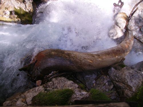 waterfall branch nature