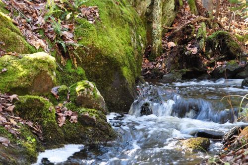 waterfall brook forest