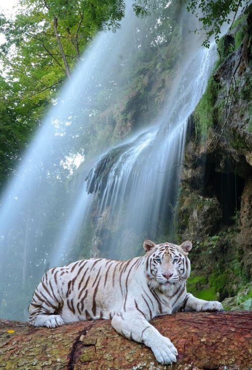 waterfall white tiger predator