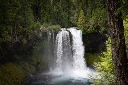 waterfall  forest  nature