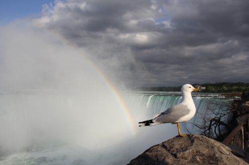 waterfall rainbow seagull