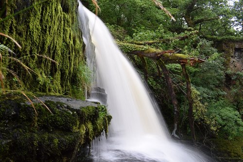 waterfall  forest  creek