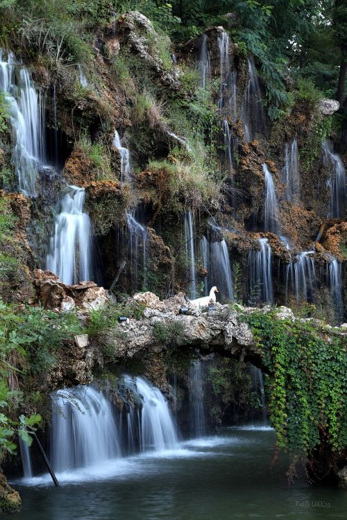 waterfall duck swan