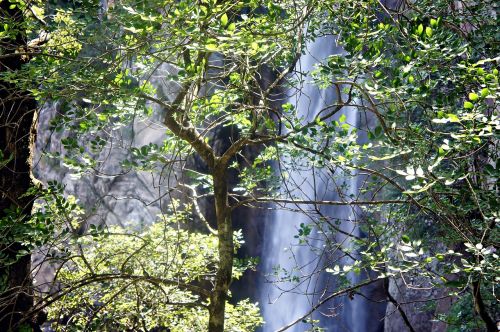 waterfall sun trees