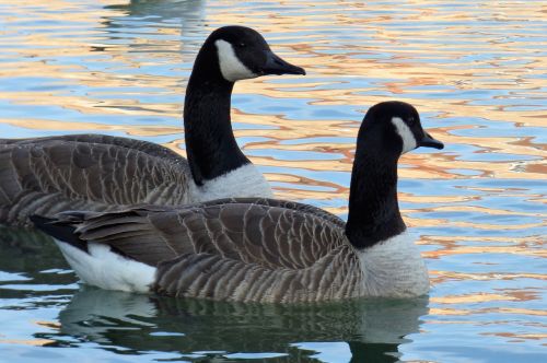 waterfowl palmiped canada goose