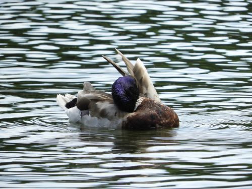 waterfowl duck bird aquatic animal