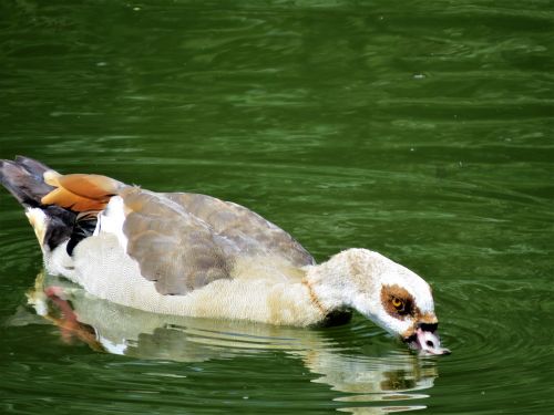 waterfowl colorful water