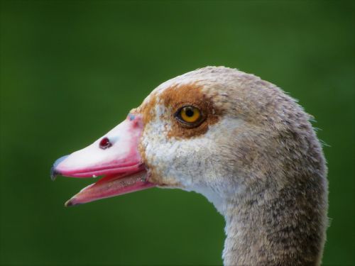 waterfowl close up wildlife