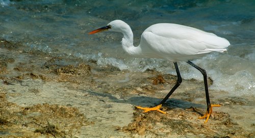 waterfowl  africa  bird