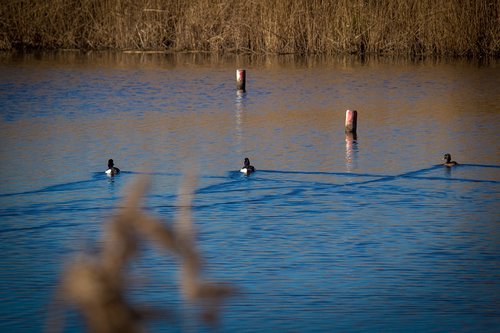 waterfowl  water  reed