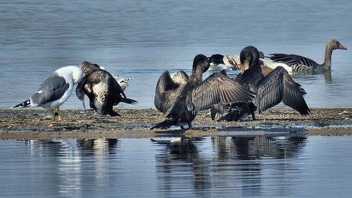 waterfowl  cormorants  gulls