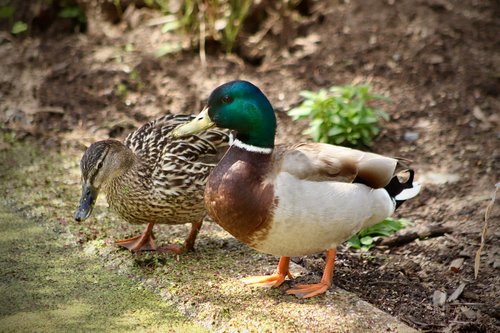 waterfowl  ducks  mallards