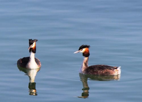 waterfowl great crested grebe pair