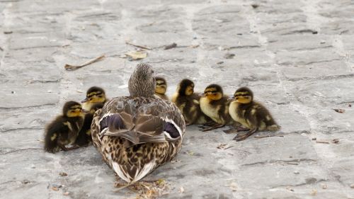 waterfowl mallard young