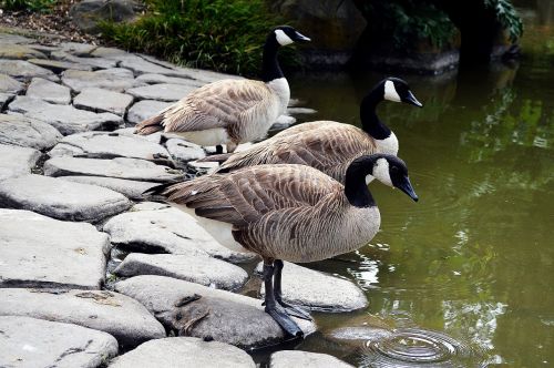 waterfowl geese park