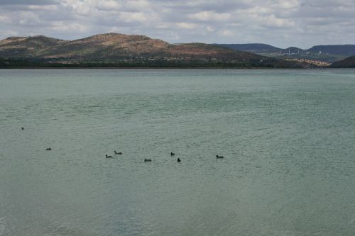 Waterfowl On Dam