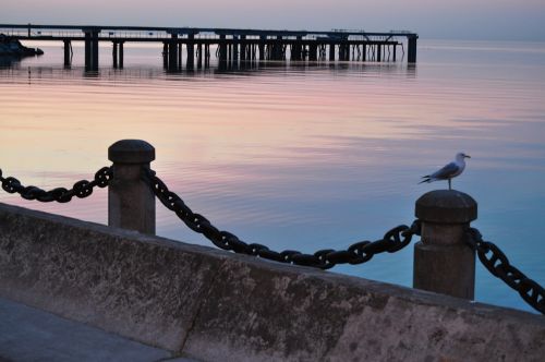 waterfront pier seagull