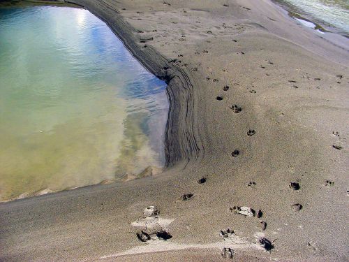 waterhole animal tracks sand