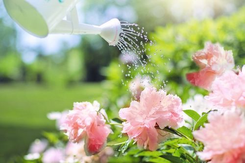 watering flowers peonies