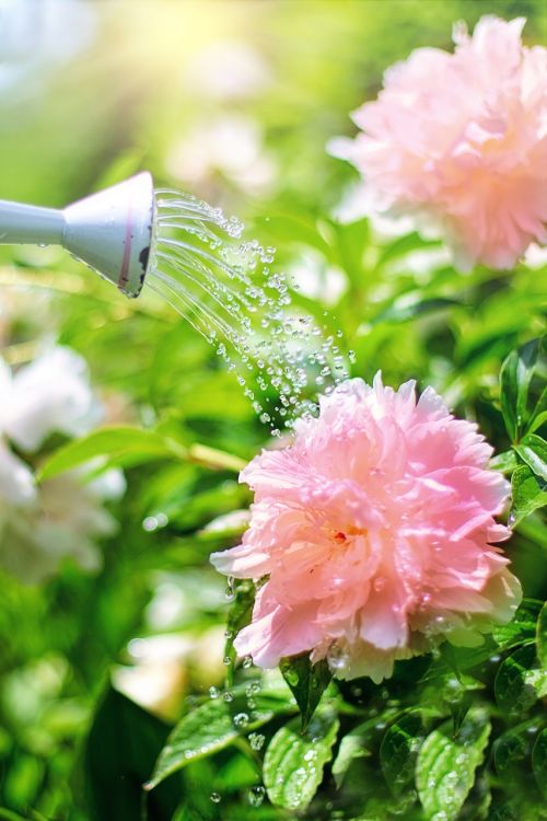 watering flowers peonies