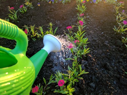 watering flower purple