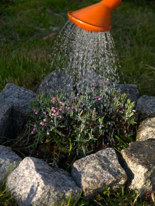 watering gardening plants