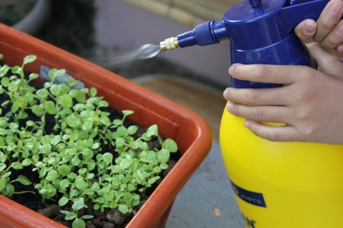 watering spray gardening