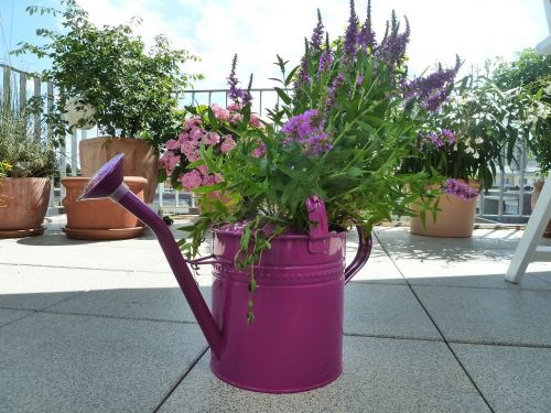 watering can purple casting