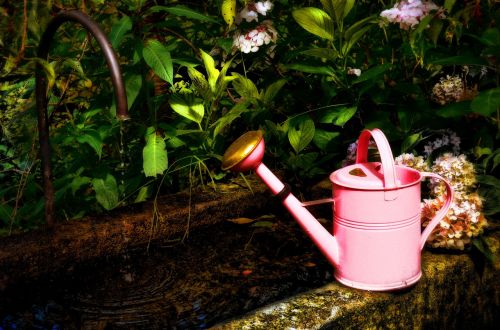 watering can garden botany