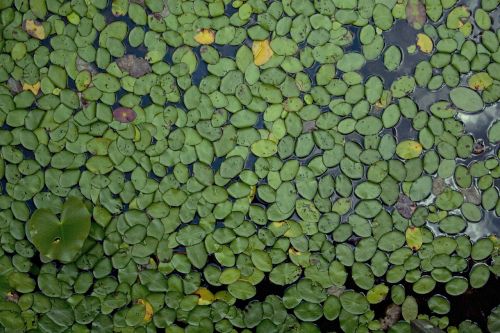 waterlilies plants leaf