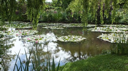 waterlilies pond water plants