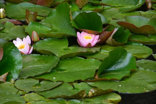 waterlilies  lake  flower