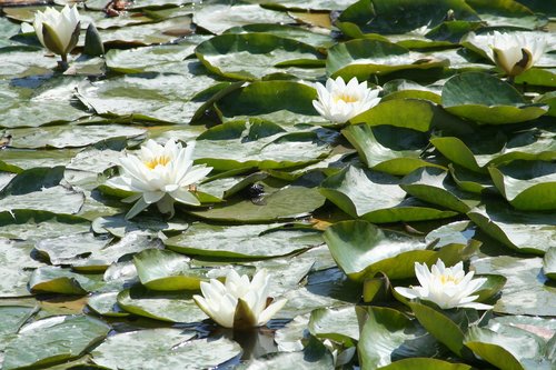 waterlilies  flowers  water