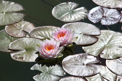 waterlilies  pond  lotus