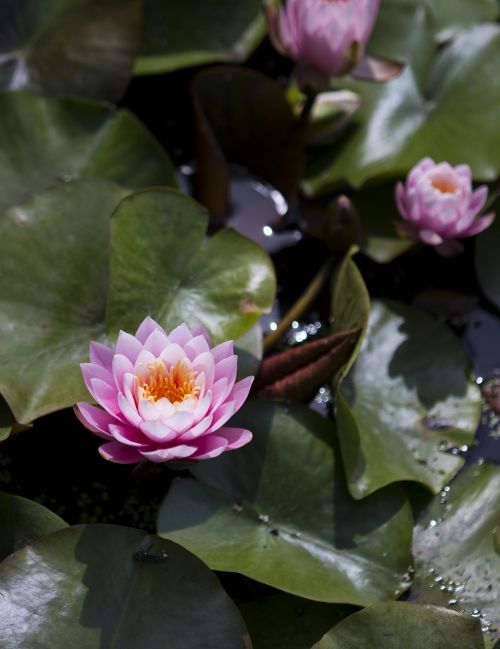 waterlilies pink lotus
