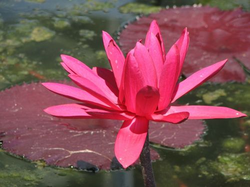 waterlily water lily